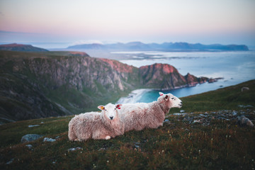 Sheeps in the wild. Soft light of sunset in. Norway. © creativeforce