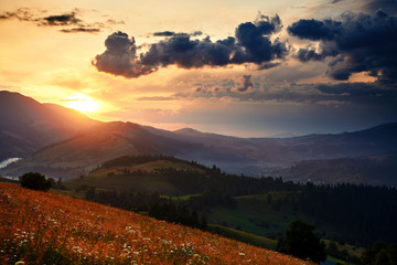 wildflowers, meadow and golden sunset in carpathian mountains - beautiful summer landscape, spruces on hills, dark cloudy sky and bright sunlight