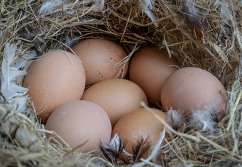 Fresh eggs in the nest made of grass and feather fragments.