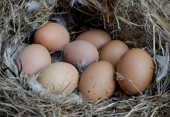 Fresh eggs in the nest made of grass and feather fragments.