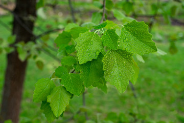 Drops of rain on alder tree leaves in early spring