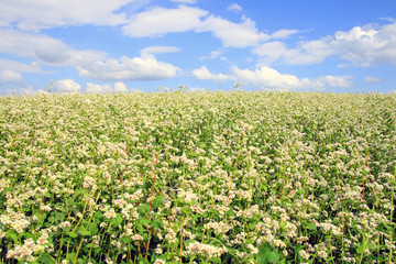 Buckwheat crops on a Sunny day in Siberia