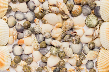 Travel and vacation concept. sea shells background. variety of sea shells from beach
