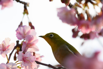 Japanese white-eye with early blooming cherry blossoms in Miura city, Miura peninsula, Kanagawa prefecture, Japan