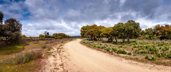 Camino de Santiago (de Colmenar Viejo a Manzanares el Real)