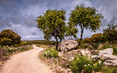 Camino de Santiago (de Colmenar Viejo a Manzanares el Real)