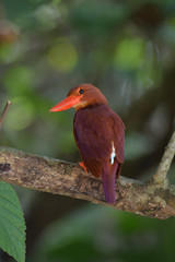 Ruddy kingfisher perching on the branch