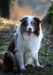 Chocolate - Merle farbiger Bordercollie Rüde schaut firekt in die Kamera und macht Sitz in einem Wald mit hellem HIntergrund und Bokeh.