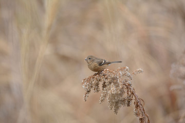 Long-tailed rosefinch perching on the goldenrod