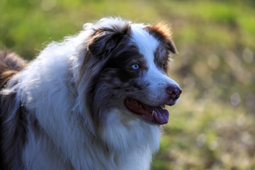 Chocolate - Merle farbiger Bordercollie Rüde macht Sitz in einem Wald mit hellem Hintergrund und Bokeh