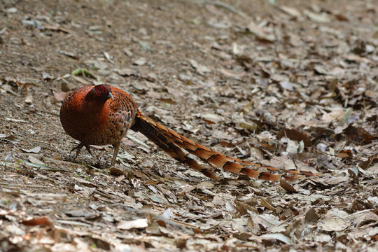 Copper Pheasant Walking On A Mountain Path In Japan