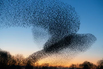 Foto op Canvas Beautiful large flock of starlings. A flock of starlings birds fly in the Netherlands. During January and February, hundreds of thousands of starlings gathered in huge clouds. Hunting the starlings. © Albert Beukhof