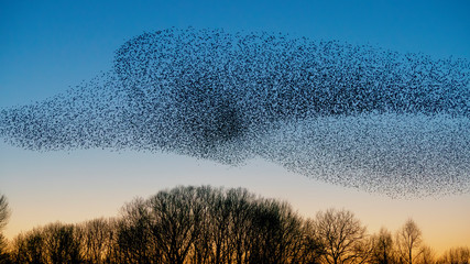 Beautiful large flock of starlings. A flock of starlings birds fly in the Netherlands. During...