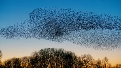 Fotobehang Beautiful large flock of starlings. A flock of starlings birds fly in the Netherlands. During January and February, hundreds of thousands of starlings gathered in huge clouds. Hunting the starlings. © Albert Beukhof