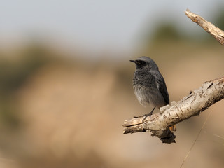 Black redstart, Phoenicurus ochruros