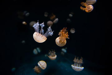 Underwater scene, Many Jelly fish are swimming in the aquarium with blurred background