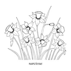 Narcissus flower drawings. Black and white with line art on white backgrounds. Hand drawn botanical illustrations.