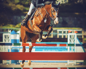 Fototapeta na wymiar A beautiful fast Bay racehorse with a rider in the saddle jumps over a high multi-colored barrier, participating in show jumping competitions on a Sunny summer day.