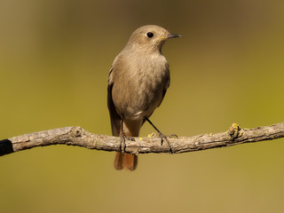 Black redstart, Phoenicurus ochruros