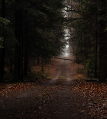 Obraz premium road in the forest