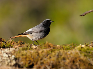 Black redstart, Phoenicurus ochruros