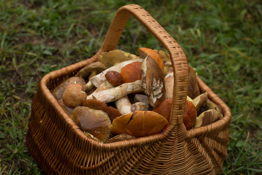 Smaki polskiego lasu