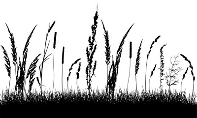 Silhouette of grassland, beautiful grass and weeds. Vector illustration.