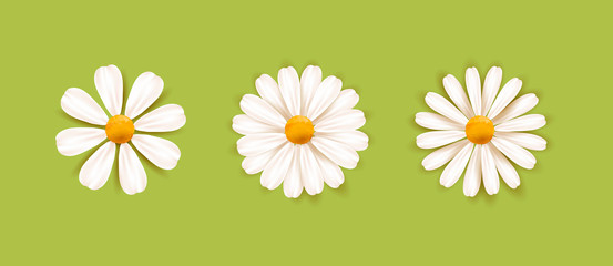 Set of White daisy chamomile illustration. Cute realistic flower plant icon collection. Different sorts of flower petal blossom