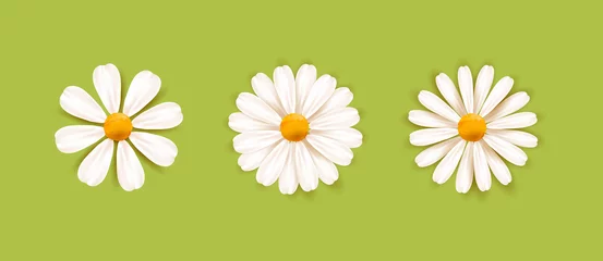 Foto op Plexiglas Set of White daisy chamomile illustration. Cute realistic flower plant icon collection. Different sorts of flower petal blossom © marynaionova