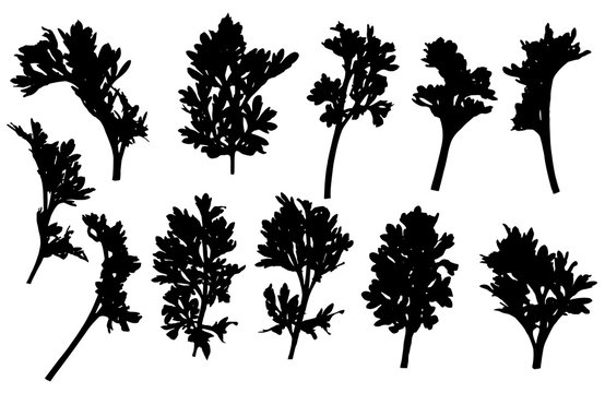 Set of branches of wormwood, silhouette. Vector illustration