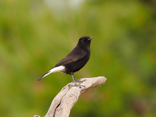 Black wheatear, Oenanthe leucura,