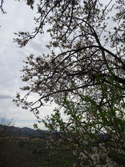 Obraz na płótnie Canvas Blooming spring almonds on a blurry background