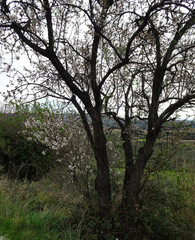 Fototapeta na wymiar Blooming spring almonds on a blurry background