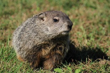Wild Groundhog seen on a sunny day in Wheeling, West Virginia