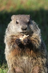 Fototapeta na wymiar Upright picture of wild mischievously looking groundhog seen on a sunny day in Wheeling, West Virginia