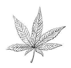 Cannabis or marijuana leaf. Vintage. Hand realistic drawing. Engraving style vector illustration.