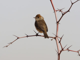 Blackcap, Sylvia atricapilla