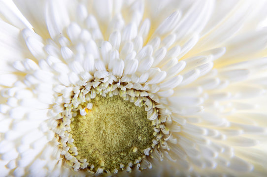Germini flower white blossom isolated on white background. Shallow depth. Soft toned