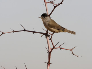 Blackcap, Sylvia atricapilla