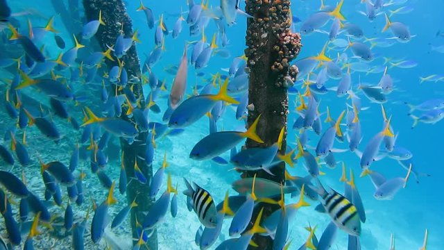 Swarm of yellow tail fusilier, Caesio cuning, swimming near pier pole, Raja Ampat, Indonesia