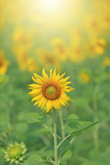 Sunflowers in the field with beautiful warm light, Selective focus