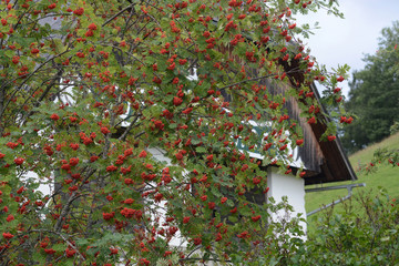 landscape and details in southern Styria, Austria