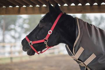 portrait of black gelding horse in halter and blanket calling other horses