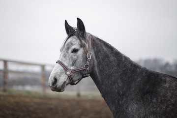 portrait of grey arabian mare horse in halter in horse paddock