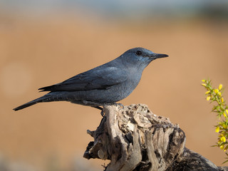 Blue rock- thrush, Monticola solitarius