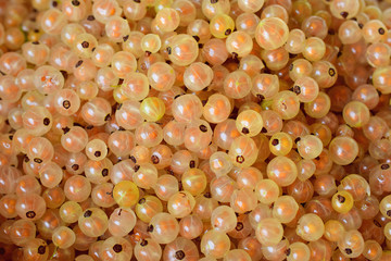 White currant.