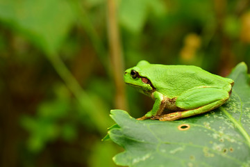 A green frog sits on a leaf.  Far Eastern tree frog or East Siberian tree frog (lat. Hyla japonica) is an amphibian of the tree frog family. Macro. Closeup.