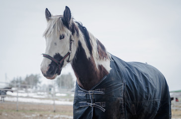 portrait of pinto horse in halter and blanket on paddock