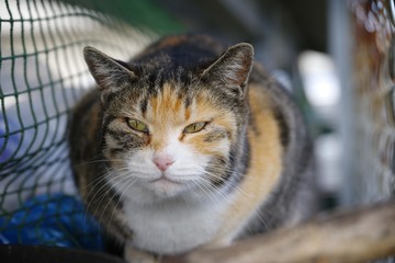 キュートな三毛猫