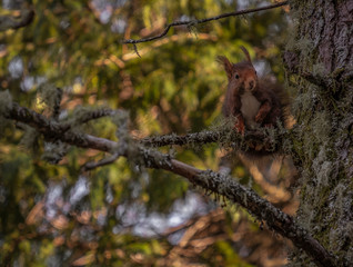 esquilo castanho no galho da árvore na floresta